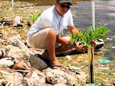 Mangrove Shoreline Stabilization